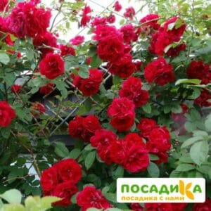 Роза плетистая Амадеус в Ярославле
