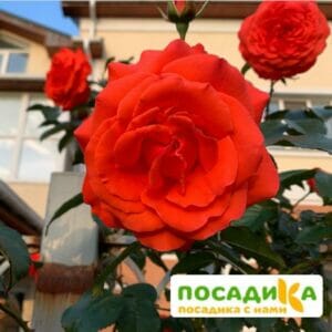 Роза плетистая Майнтауэр в Ярославле