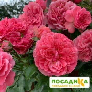 Роза плетистая Розариум Ютерзен в Ярославле